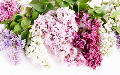 1. Mai im Haus Dieck